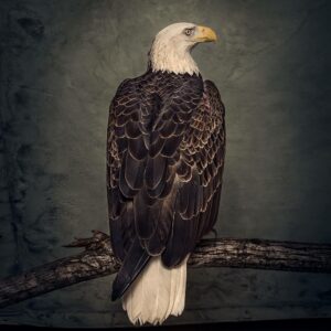 Clutch-BookOfBadDecisions-VinylLP