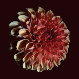 Jessica Moss - Unfolding - VINYL LP