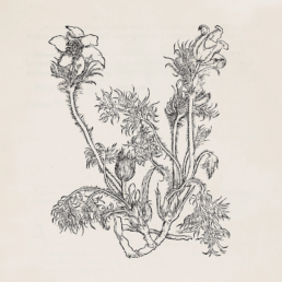 Fresques Sur Les Parois Secrètes Du Crâne